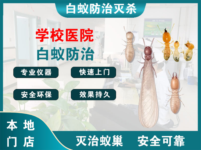 闵行区学校医院白蚁防治