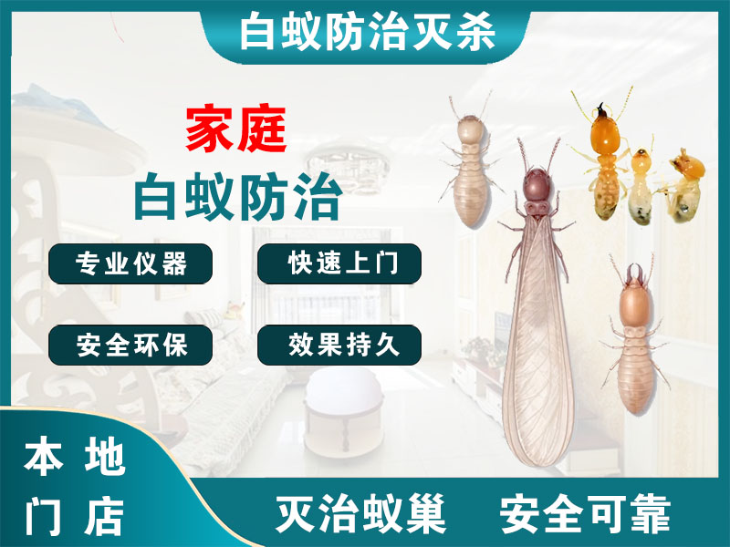 闵行区家庭白蚁防治