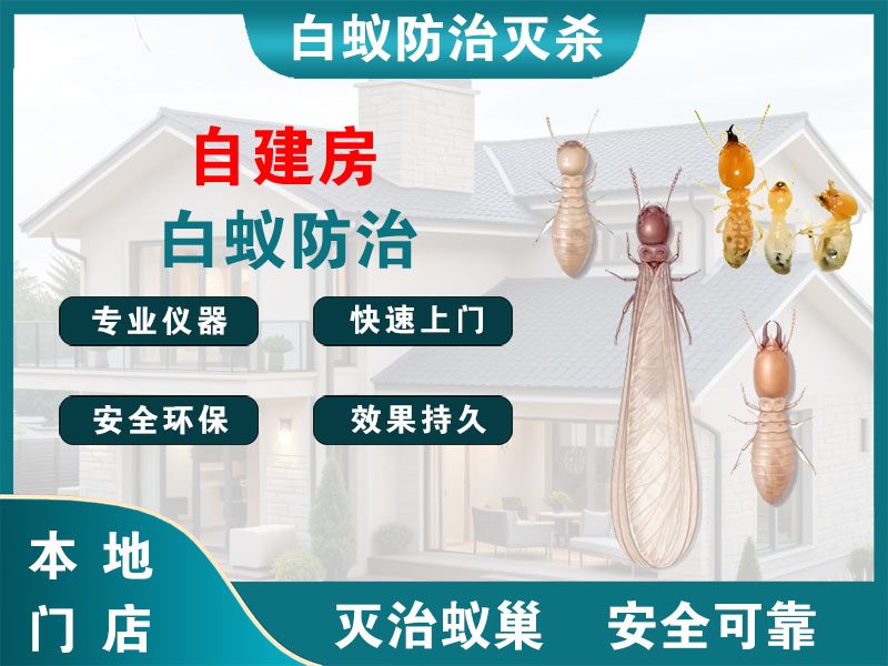 闵行区自建房白蚁防治