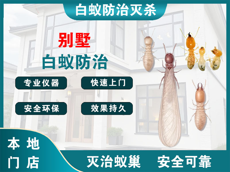 闵行区别墅白蚁防治